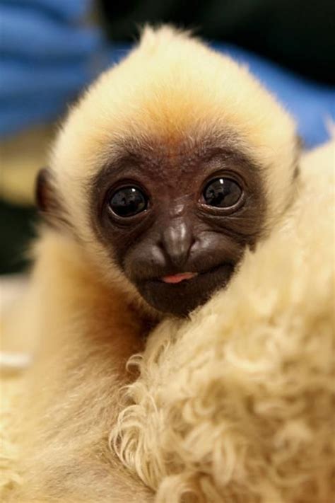 25 Most Adorable Animals You've Never Heard Of | Cute animals ...