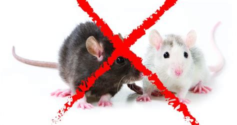 BEST RODENT CONTROL METHODS | NEWSTAR PEST CONTROL