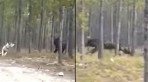 Check out this massive wolf caught on camera in Canada