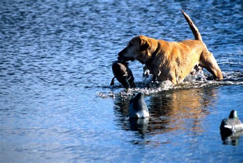 90+ Labrador Dog Duck Retrieving Stock Photos, Pictures & Royalty-Free ...