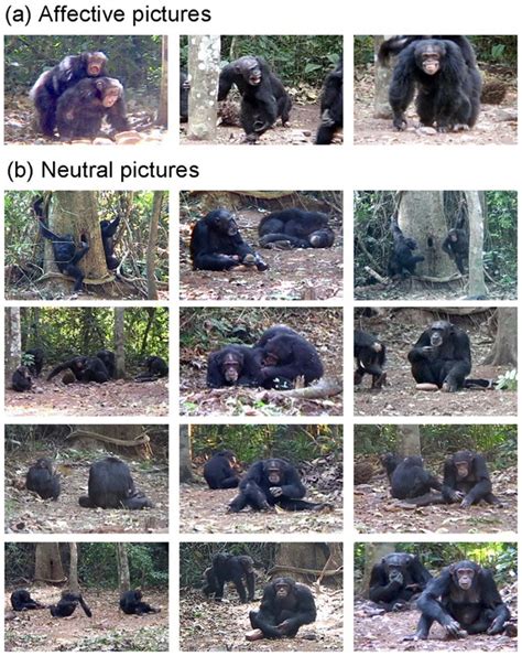 Chimpanzees Respond Like Humans to Facial Expressions