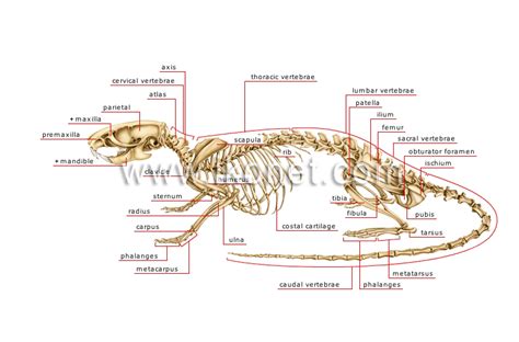 animal kingdom > rodents and lagomorphs > rodent > skeleton of a rat image - Visual Dictionary