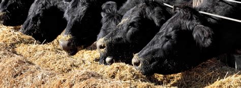 vitamin-nutrition-what-do-your-cattle-need