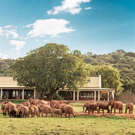 Gorah Elephant Camp is a 5-star unique safari lodge, set amidst Addo ...