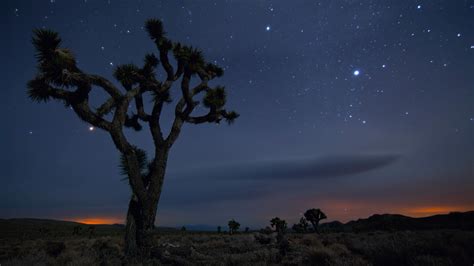 joshua, Tree, National, Park, California, Desert Wallpapers HD ...