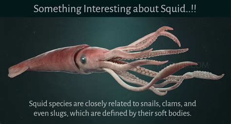 giant_squid_facts – Factins