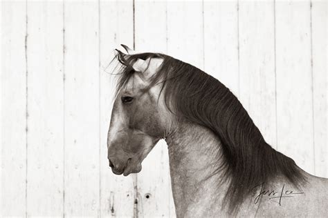 Horses of Camargue, Provence France 5 | Camargue, Provence France | Photos by Jess Lee