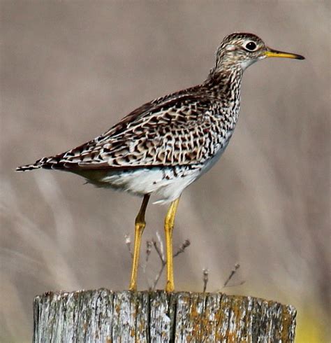 NATURE NOTES: UPLAND SANDPIPER