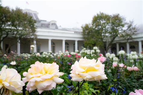 White House Flowers | Dew covered roses bloom amidst an autu… | Flickr