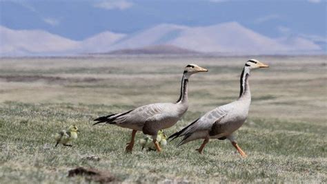 Super bar-headed geese flying higher than the Himalayas - CBBC Newsround