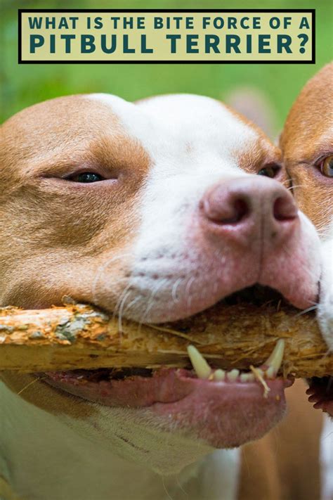 Pit Bull Bite Force: What is the Bite Force of a Pitbull Terrier ...