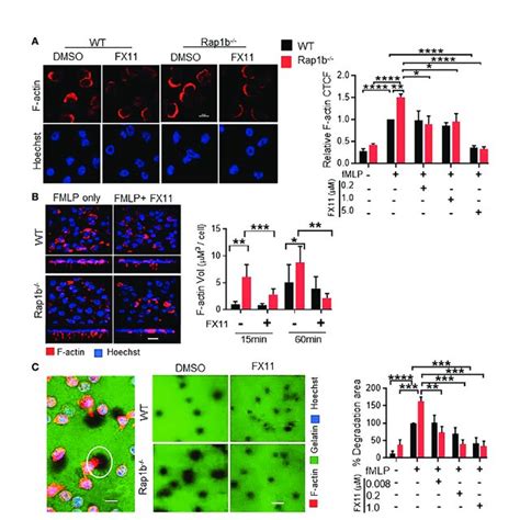 Formation of invasive protrusions and extracellular matrix degradation ...