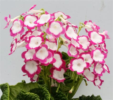 Gary's Specialty Plants: Streptocarpus with a head of flowers