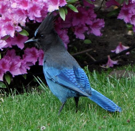 Shoreline Area News: For the Birds: Do you really have a Blue Jay in your yard?