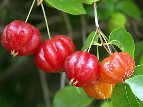 Surinam cherry | Jardín de frutas, Variedades de cerezas, Cerezas