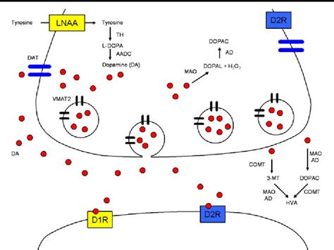 Protective Actions of the Vesicular Monoamine Transporter 2 (VMAT2) in ...