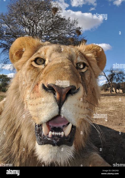 African lion cubs Stock Photo - Alamy