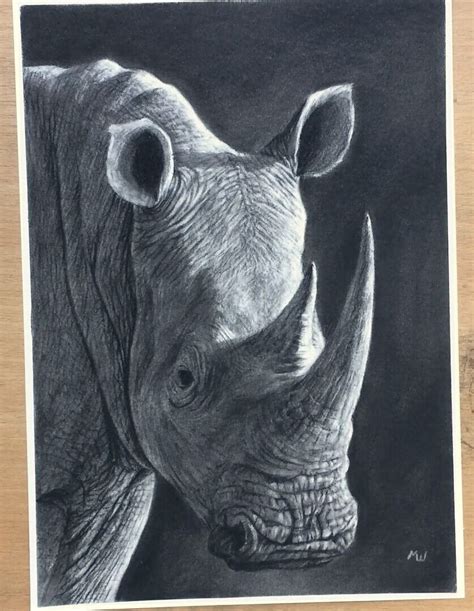 Rhinoceros Drawing