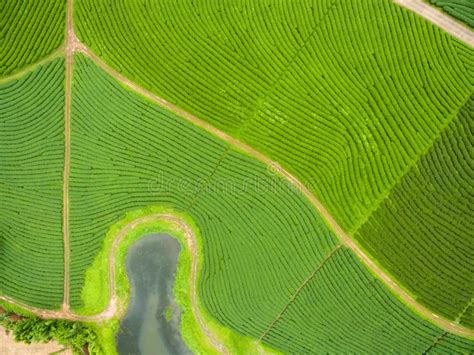 Aerial View of Tea Plantation Stock Image - Image of green, aerial: 167043685