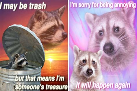 Raccoon Meme Excellent