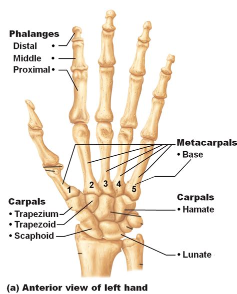 Hand Skeletal Anatomy