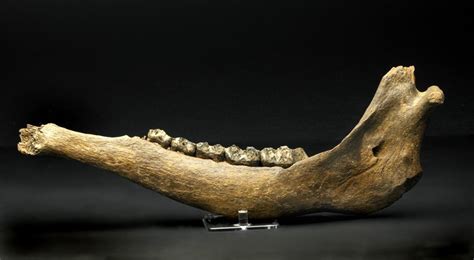 Megaloceros Jaw Fossil