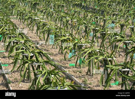 dragon fruit farm in Malaysia Stock Photo - Alamy