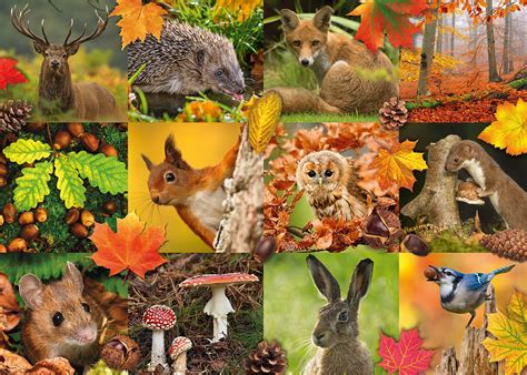 Puzzle Autumn Animals, 1 000 pieces | Puzzle-USA.com