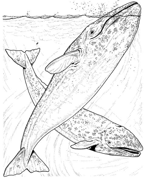 Free Whale Coloring Pages