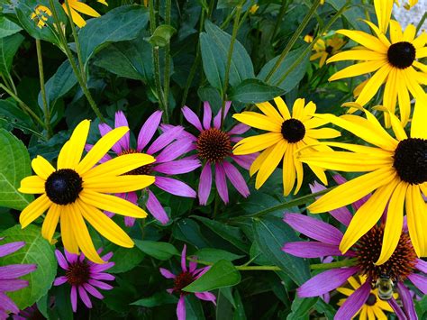 Black Eyed Susan & Cone Flower | Black eyed susan, Container plants ...