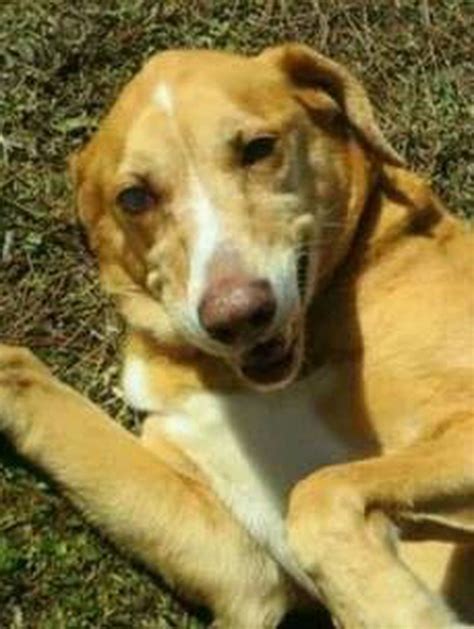 Jackson County Animal Shelter offers an angel for adoption - gulflive.com