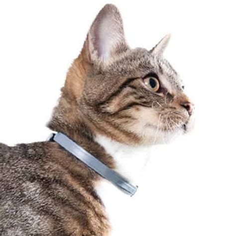Best Flea Collar for Cats in 2020 - PestSeek
