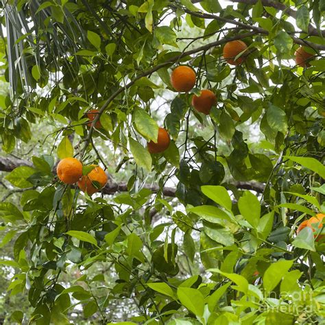 Florida Oranges Photograph by Diane Macdonald - Fine Art America