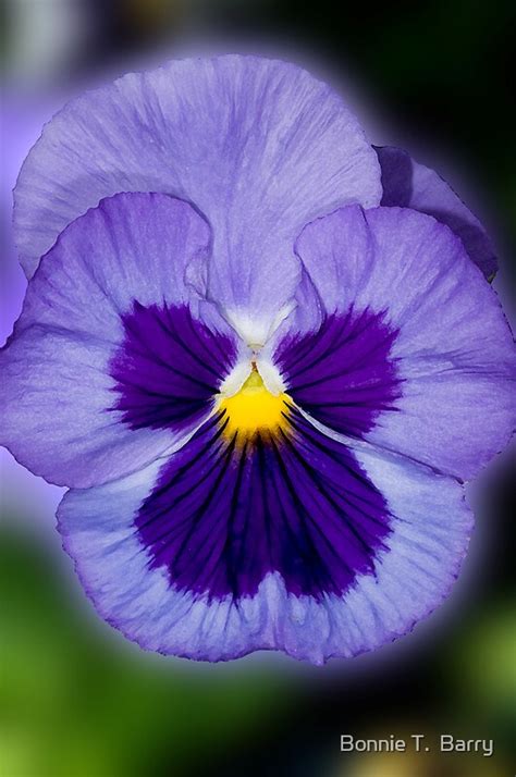 "Purple Pansy" by Bonnie T. Barry | Redbubble