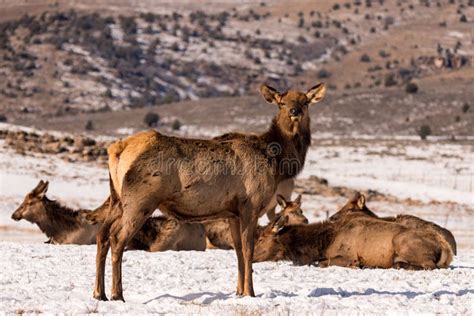 664 Rocky Mountain Elk Herd Stock Photos - Free & Royalty-Free Stock Photos from Dreamstime