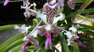 Orchid Garden - Monteverde: Working hours, Activities, Visitor reviews ...