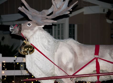 A Lifesized Reindeer Free Stock Photo - Public Domain Pictures