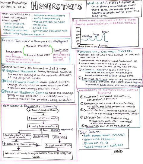 Homeostasis Worksheet Pdf – Thekidsworksheet