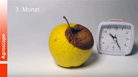 Time lapse video of an apple rotting at 20°C - YouTube