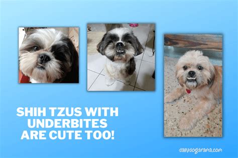 Shih Tzu With Underbite [In-Depth Guide] - Canine Care Central