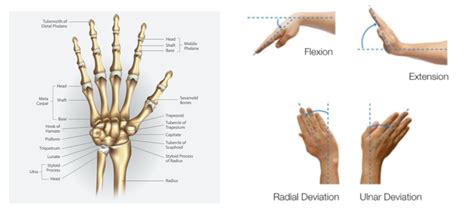 Wrist Joint Anatomy