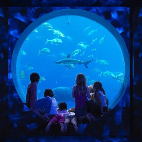 Aquarium Atlantis Palm beach hotel Dubai Les Bahamas, Atlantis Bahamas, Nassau Bahamas, Paradise ...