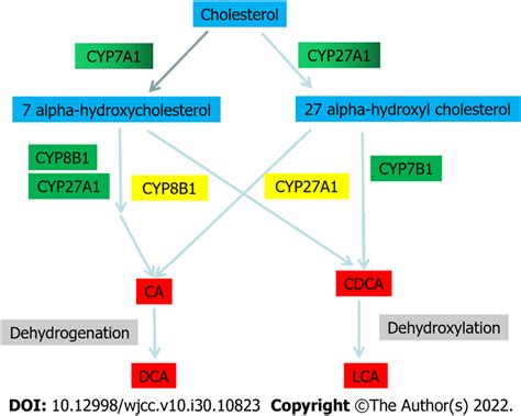 Synthesis and metabolism of bile acids. DCA: Deoxycholic acid; LCA ...