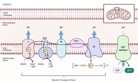 Electron Transport Chain Atp | Hot Sex Picture