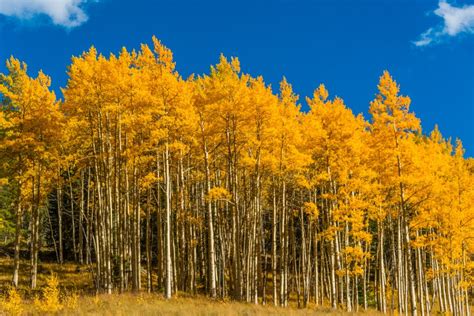 Colorado fall colors forecast 2023: Fall foliage map