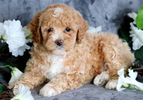 Toy Poodle For Adoption | Wow Blog