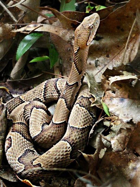 Viperidae : Agkistrodon contortrix - Northern Copperhead | Cute snake ...