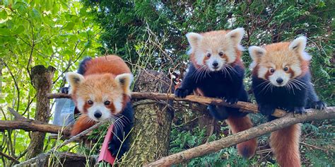 Blackpool Zoo - Over 1,500 exotic animals (Lancashire, UK)