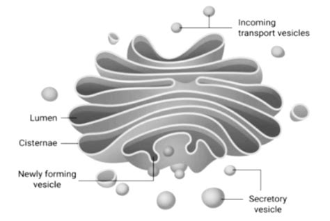 Labelled Diagram Of Golgi Apparatus