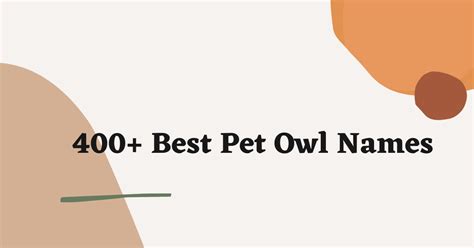 400 Catchy Pet Owl Names Ideas